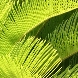 tropical desktop garden wallpapers rainforest nu