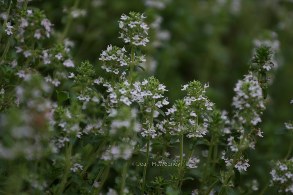 mother of thyme vs thyme mother of thyme vs thyme