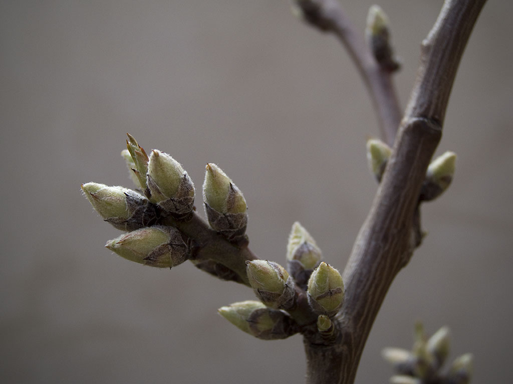 [Navia-almendro.jpg]