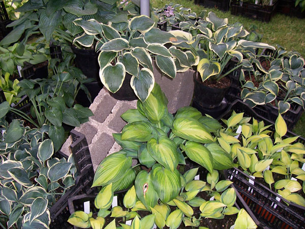 [Langenburg07+020.jpg]