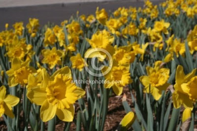 spring+time