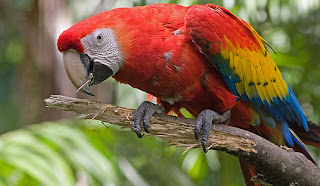 Smithsonian+ +Scarlet+Macaw