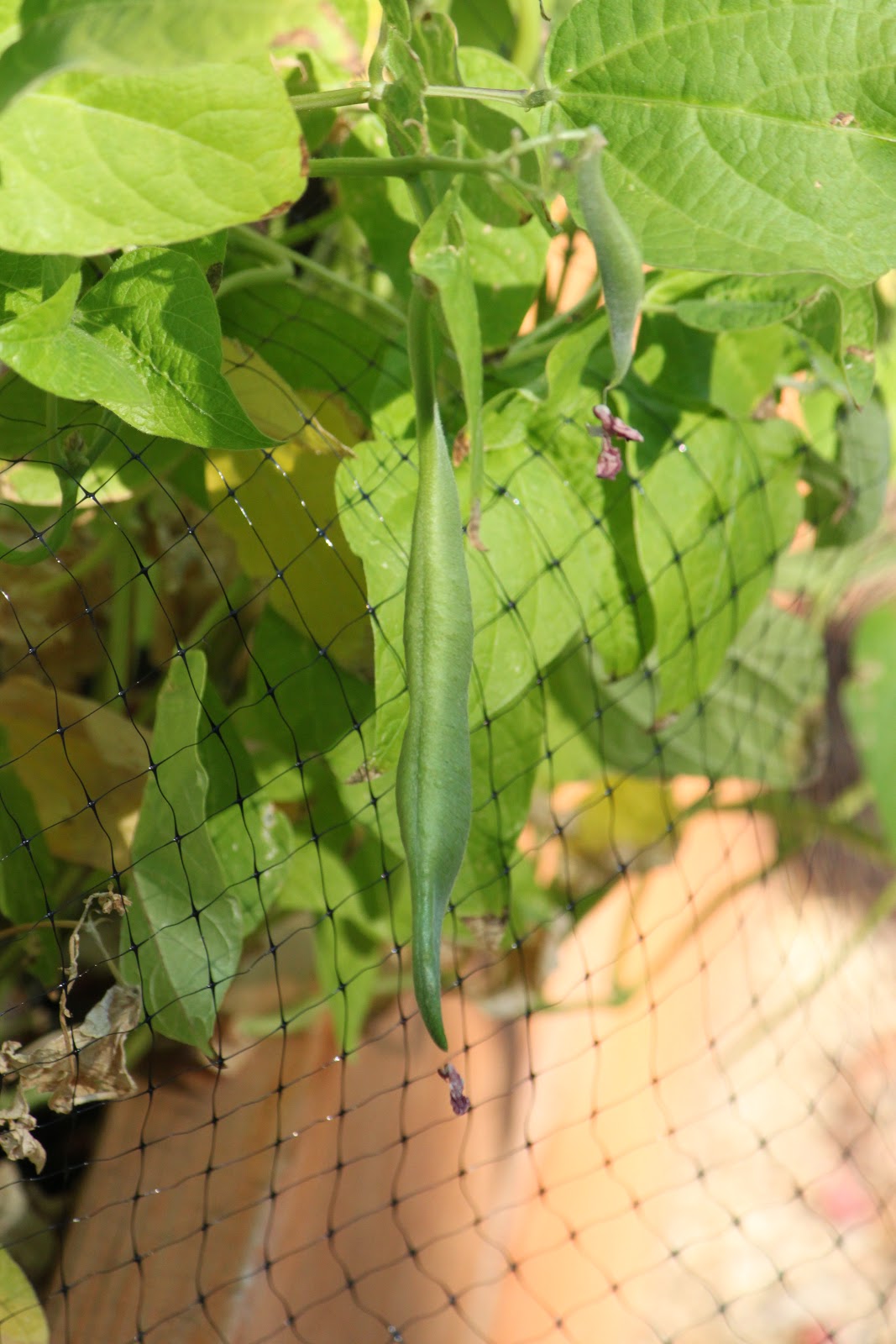 Homestretching Scarlet Runner Beans