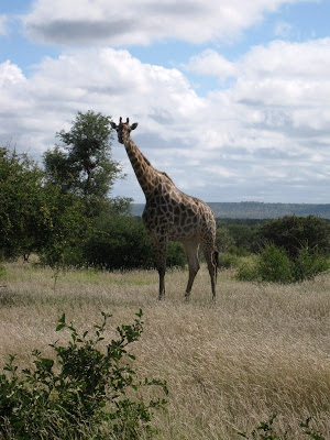 Giraffe Kruger National Park South Africa