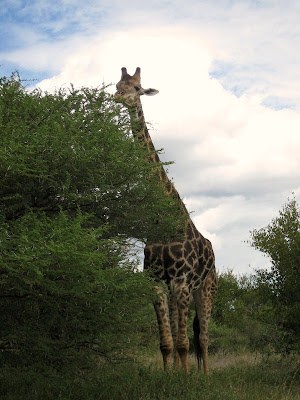 Giraffe Kruger National Park South Africa