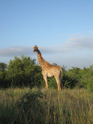 Giraffe Kruger National Park South Africa