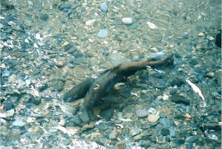 Salmon spawning in Little White Salmon Creek Underwood Washington