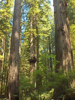 Redwoods California