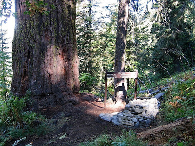 Big Tree trail Oregon Caves National Monument Oregon