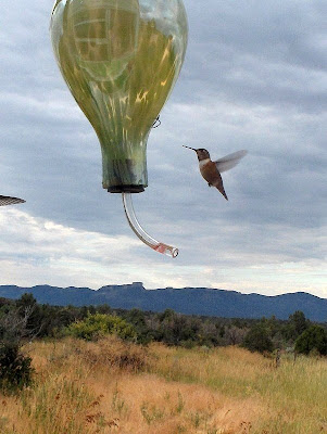 Hummingbird Colorado