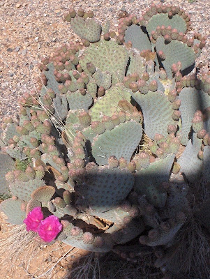 Prickly Pear Cactus blooms Arizona