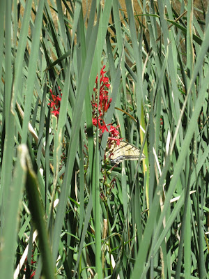 Swallowtail butterfly along Virgin River Zion National Park Utah