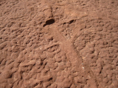 Fossil in Supai group North Kaibab trail Grand Canyon National Park Arizona