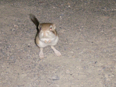 Kangaroo Rat Death Valley National Park California