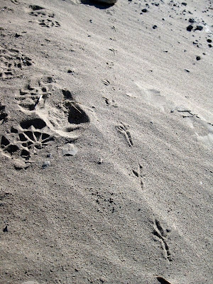 Bird tracks on sand Death Valley National Park California