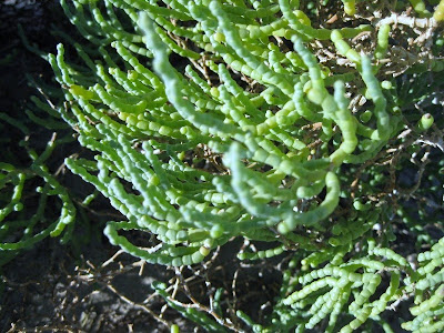 Pickleweed Salt Creek trail Death Valley National Park California