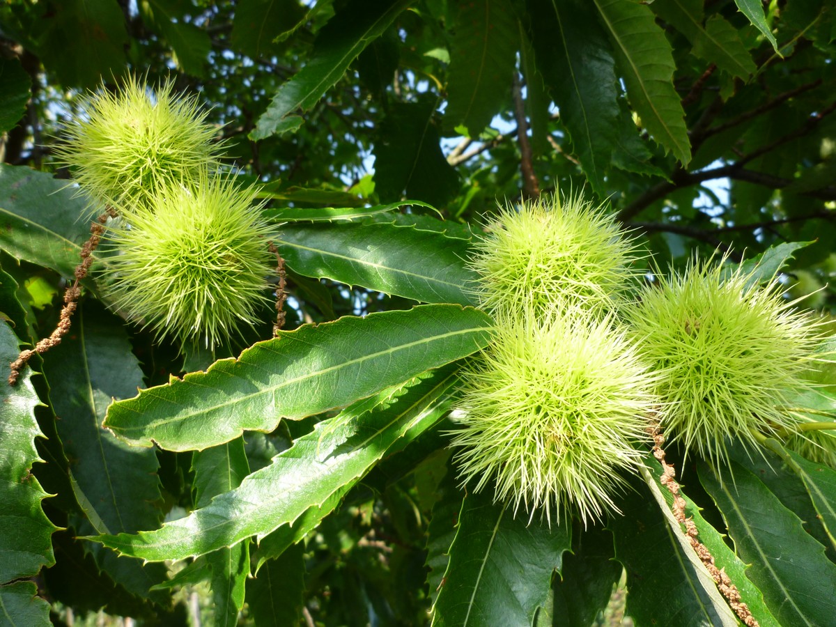 Montreur d'images La châtaigne