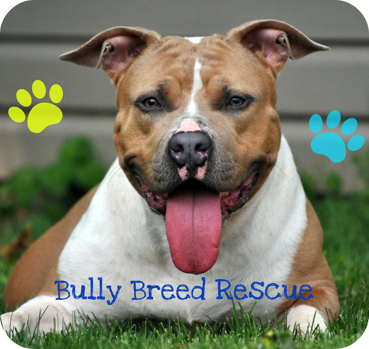 Best Friends Norwalk Adopt Bruce 