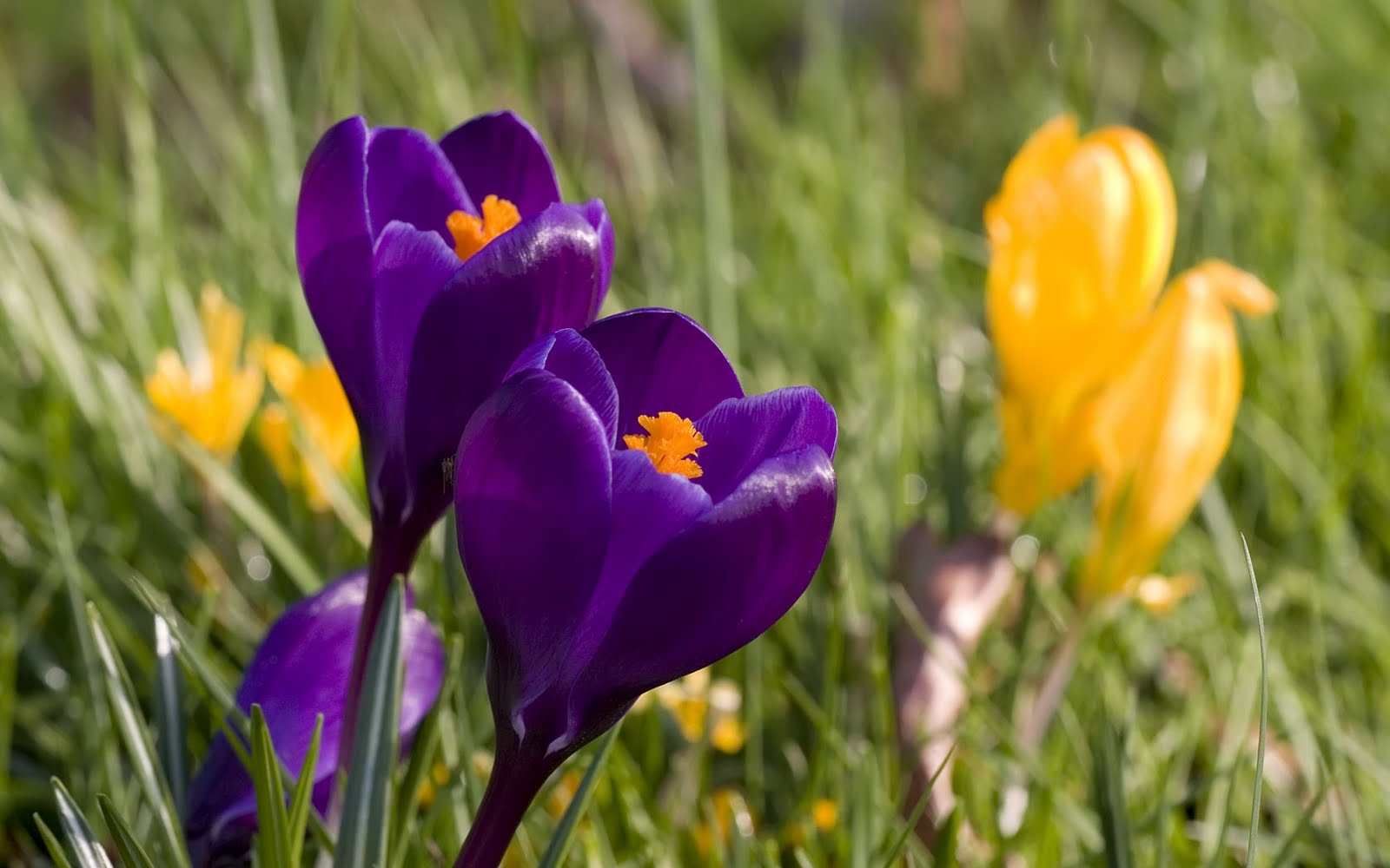 [spring-crocus-purple.jpg]