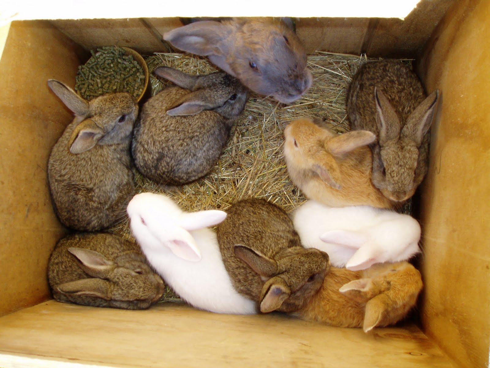 Держим кроликов дома. Кролик в квартире. Декоративные кролики в сарае. Много кроликов. Разведение кроликов.