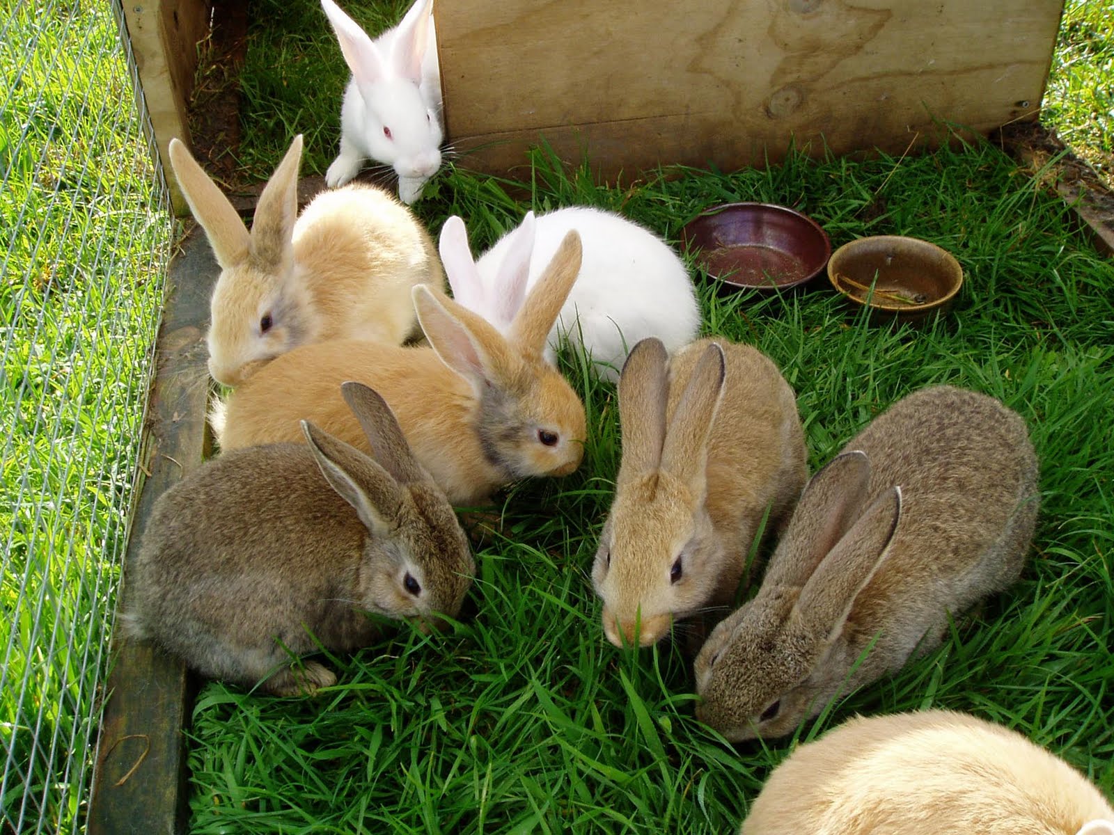 В питомнике живет несколько кроликов разного цвета. Кролиководство. Животноводство кролики. Кролики в хозяйстве. Ферма кроликов.
