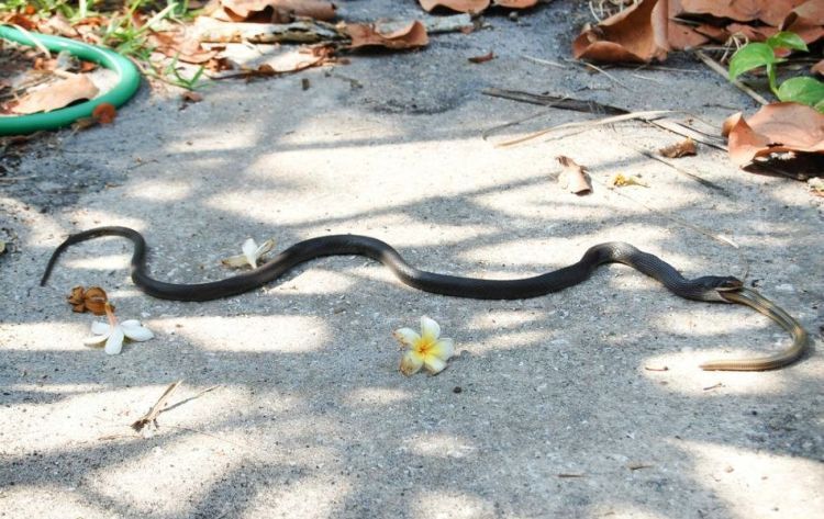 [snake_11.jpg]