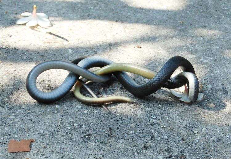 [snake_04.jpg]