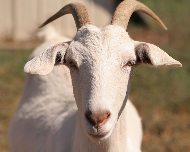 Cidade americana usa cabras para limpar