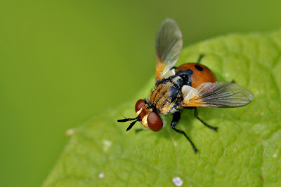 Gymnosoma rotundatum