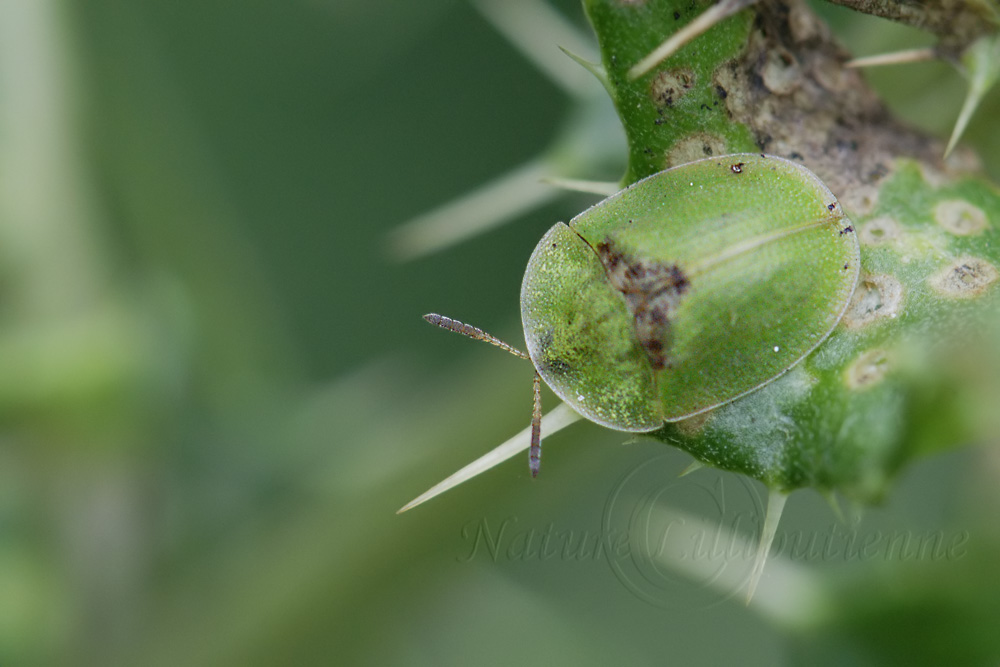 Photo Nature Lilliputienne (macrophotographies) Cassida rubiginosa