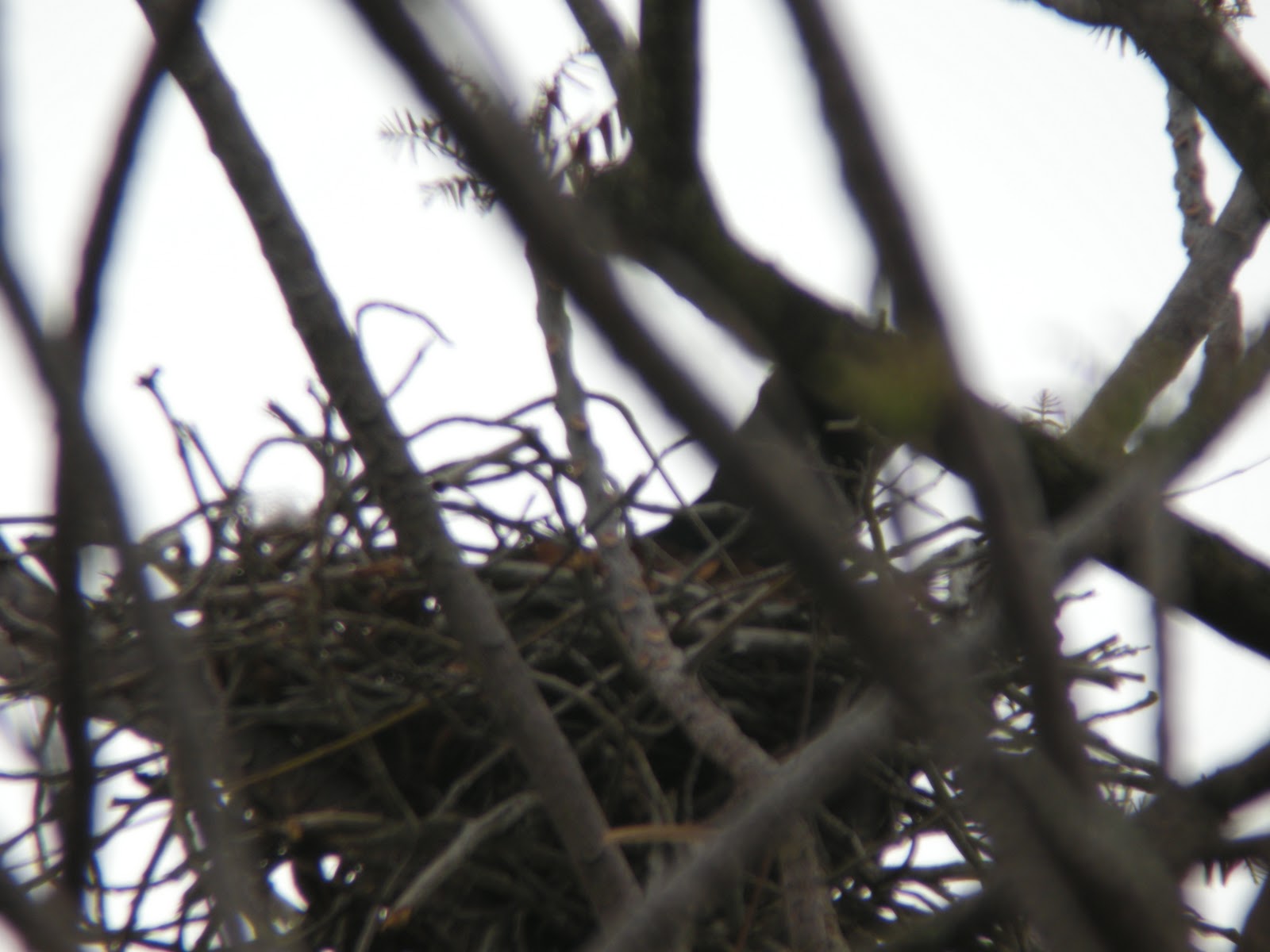 Live wildlife! Nesting Southern Jungle Crow