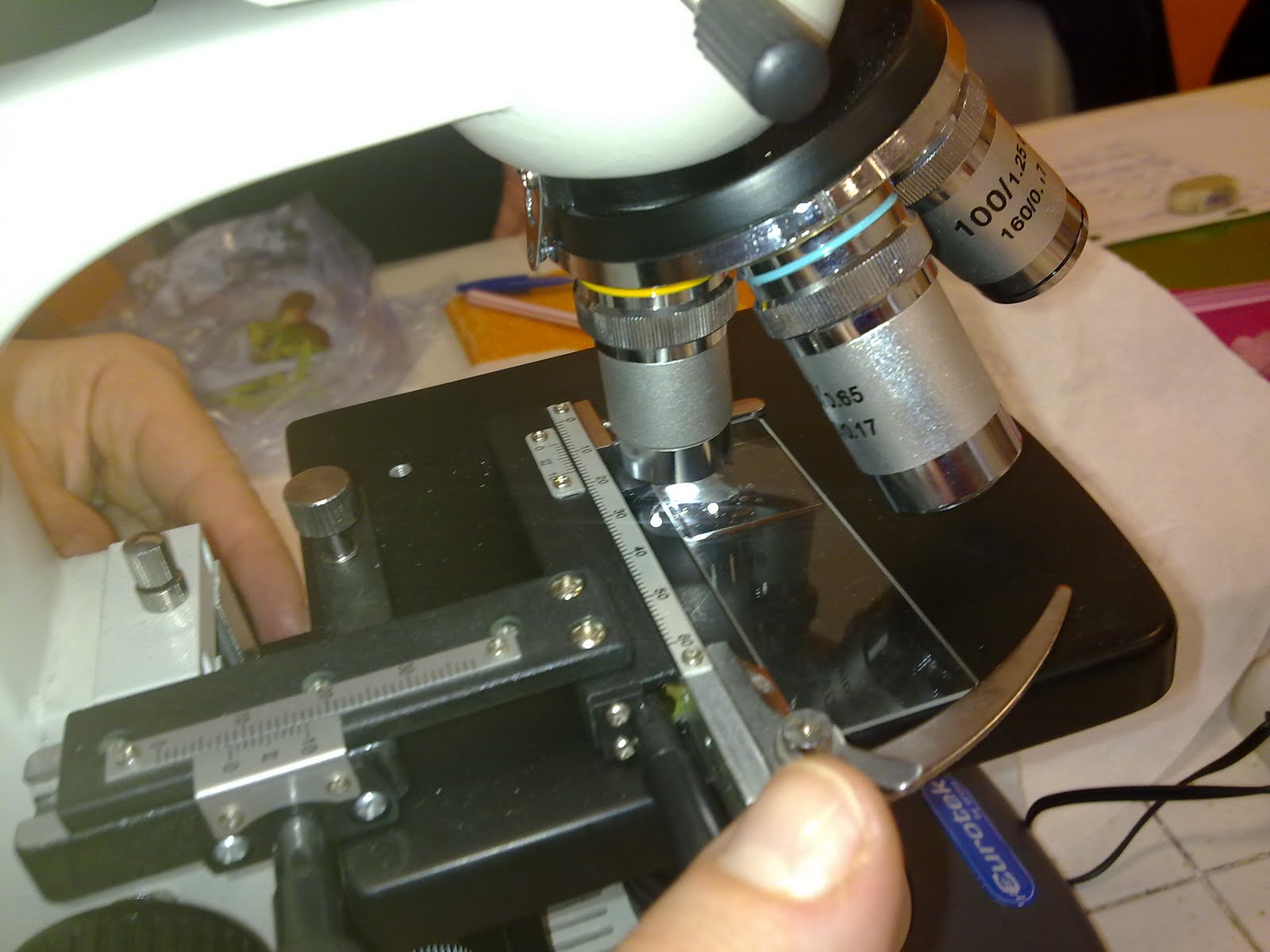 Relazione Di Laboratorio Osservazione Al Microscopio