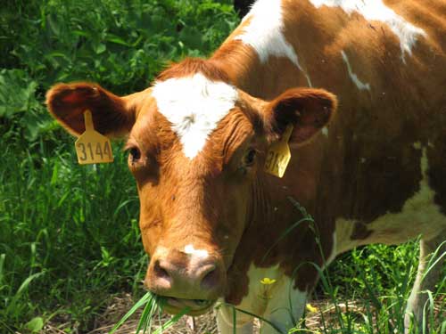 [cow.jpg]