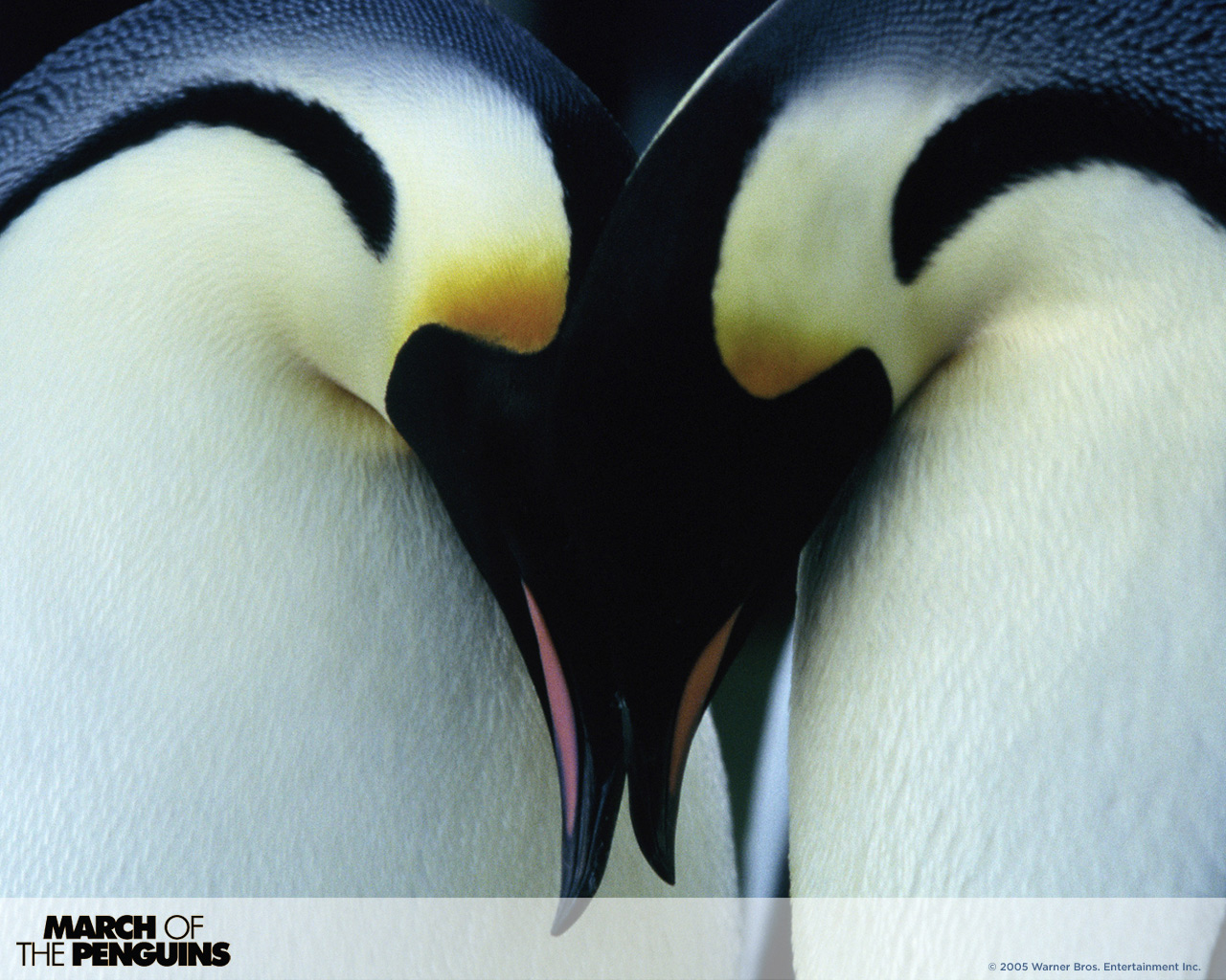 Cute Penguin Love Quotes Cute penguin love original