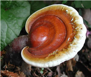 [ganoderma1.jpg]