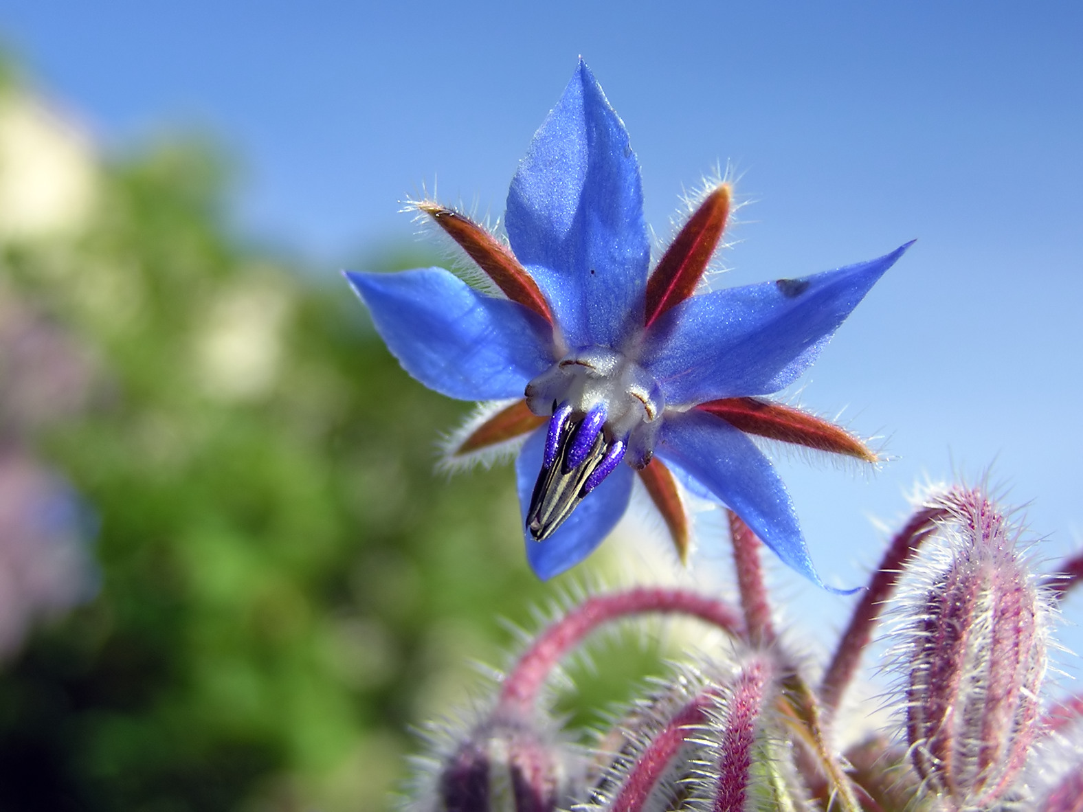 [borage.jpg]
