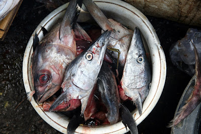 roly poly fish heads roly poly fish heads