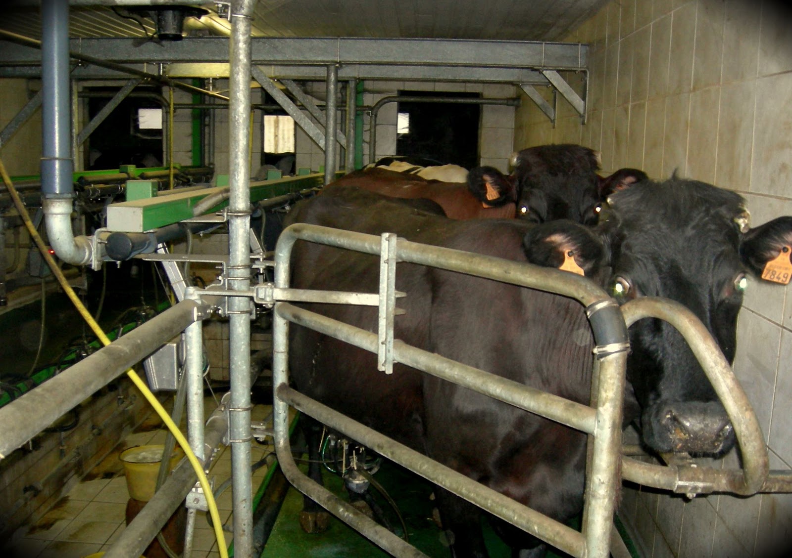 La Ferme des Templiers à Oxelaëre Le boulet de Cassel La Fabrication