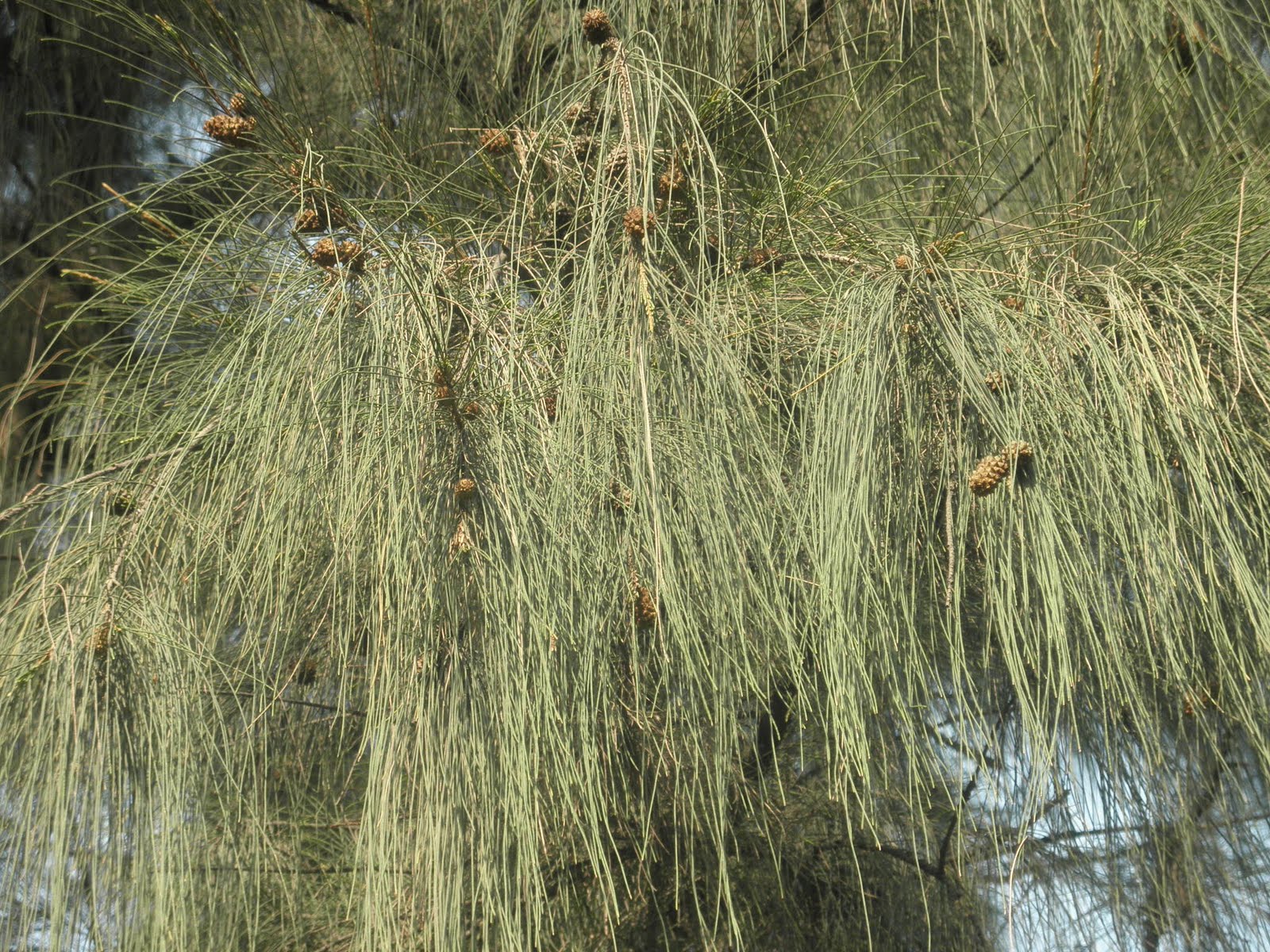 Indian trees: Whistling Pine-Casuarinan equistifolia