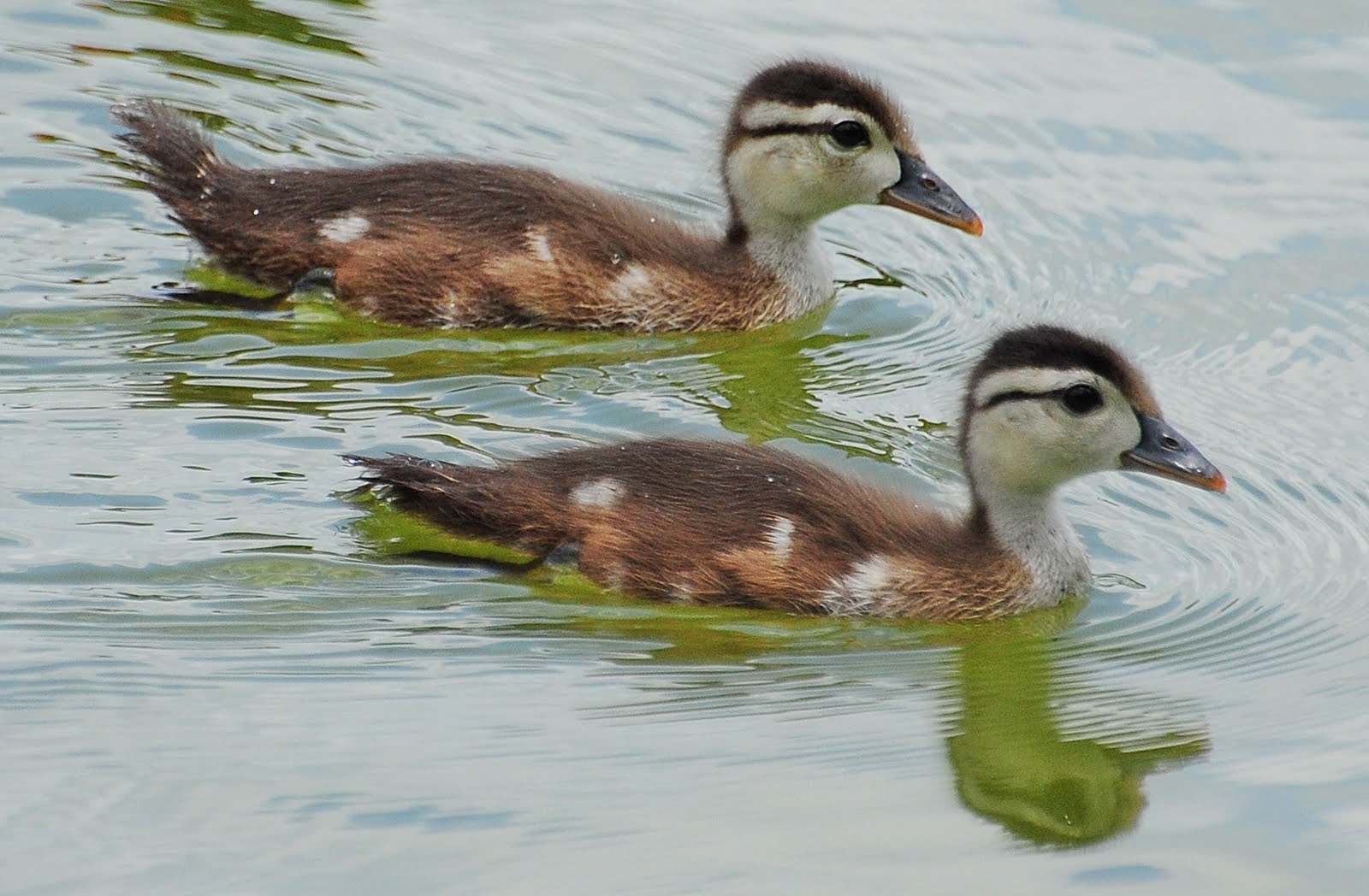 Dina's City Wildlife Adventures Wood duck family