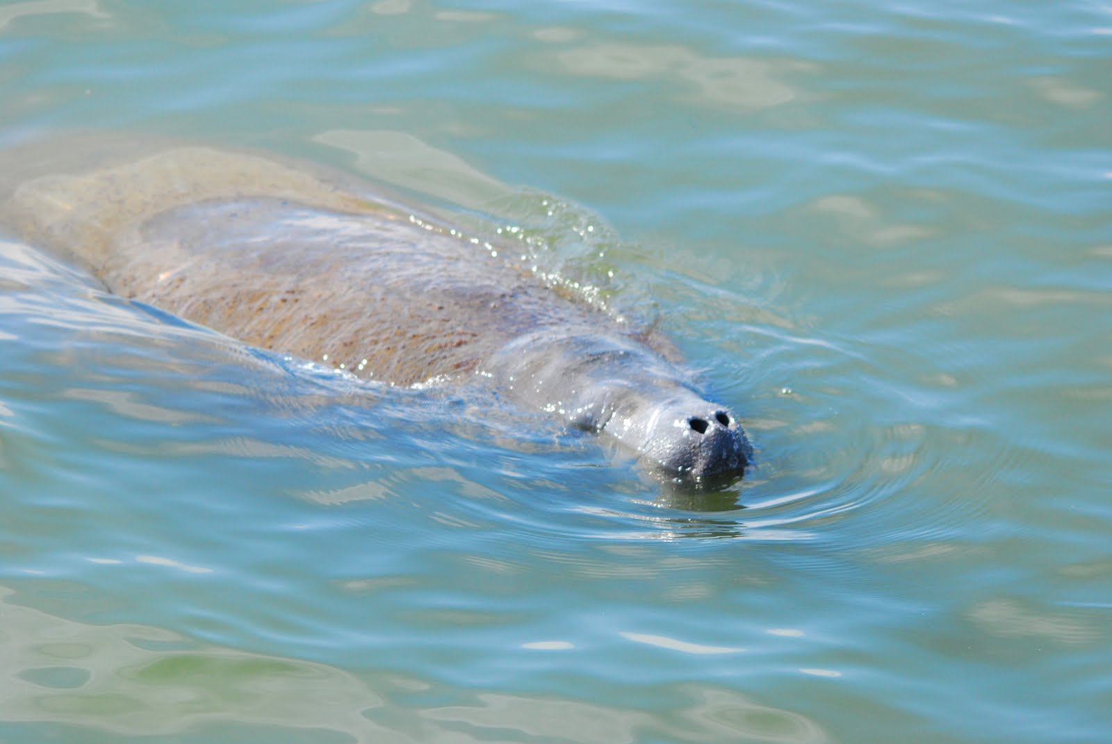 Dina's City Wildlife Adventures Safety Harbor manatees