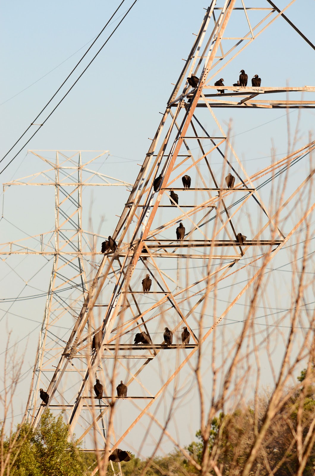 Dina's City Wildlife Adventures Brooker Creek Reserve 1st visit