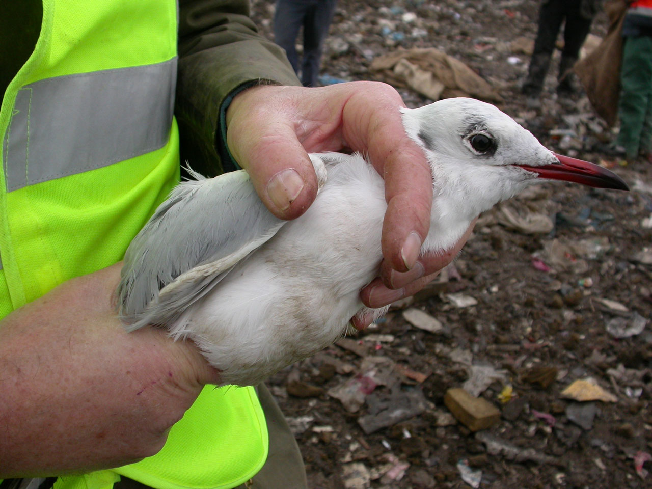 Lamsdell Bird Ringing and Wildlife Blog Pitsea tip 20 Nov 2010