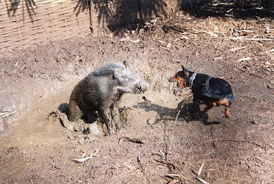 Management Project: Pig Vs Dog (Adu Bagong)