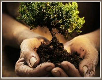 Siembra un Arbol | Planting a Tree