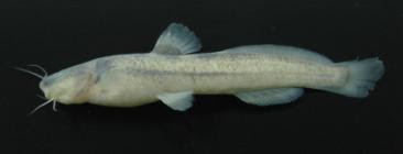 Chasmocranus truncatorostris