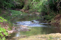 One Mile Branch along the Azalea City Trail. Creek photo