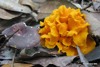 Colorful fungus.