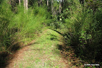 Nice treadway, but look out for the dog fennel.