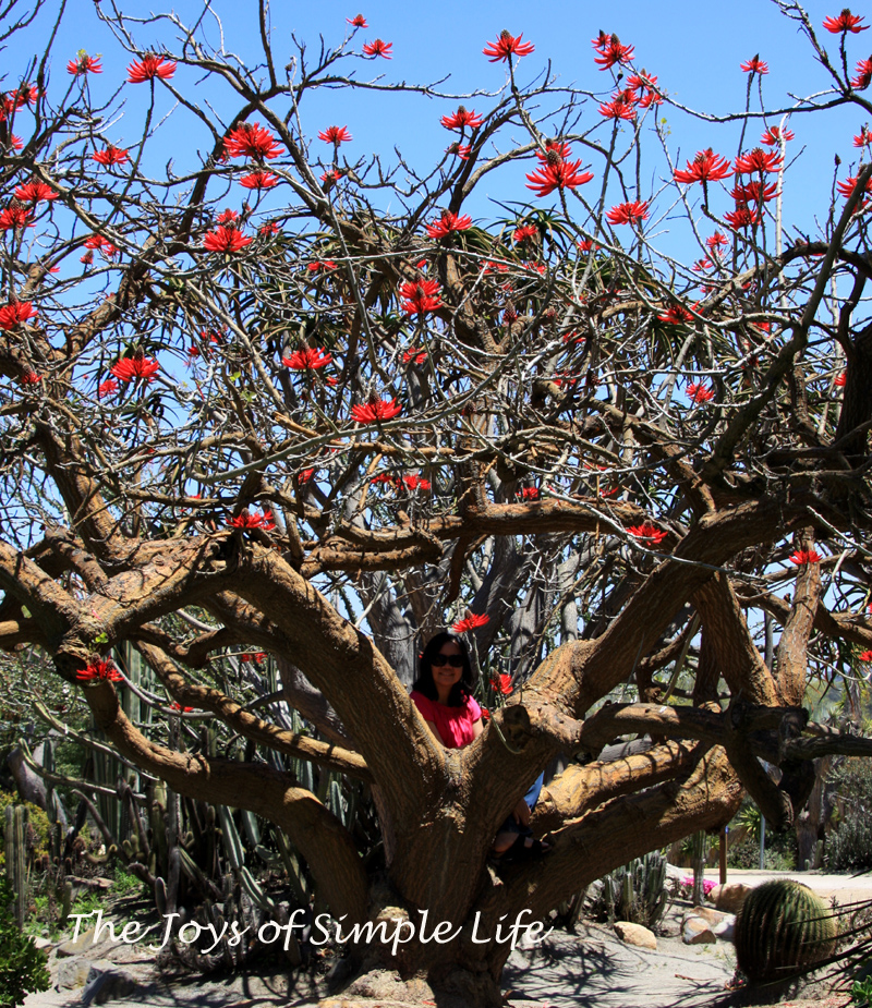 The Joys Of Simple Life The Naked Coral Tree | My XXX Hot Girl